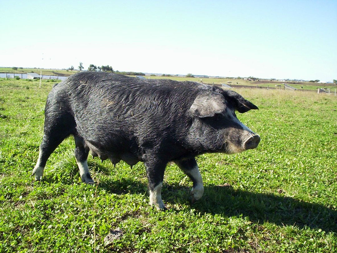 Uruguay is also home to the Pampa Rocha breed, a type of pig that developed at the grasslands (pampas). The breed adapted to local harsh conditions and know how to feed on e.g. grass. - Photo: Rogério da Cunha