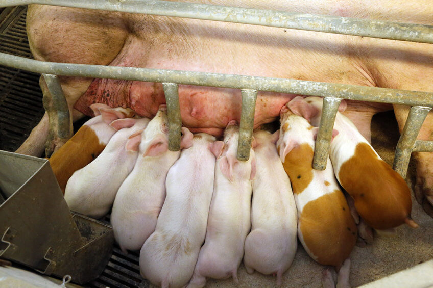 Healthy piglets drinking at a sow on a farm in Haderslev, Denmark. - Photo: Henk Riswick