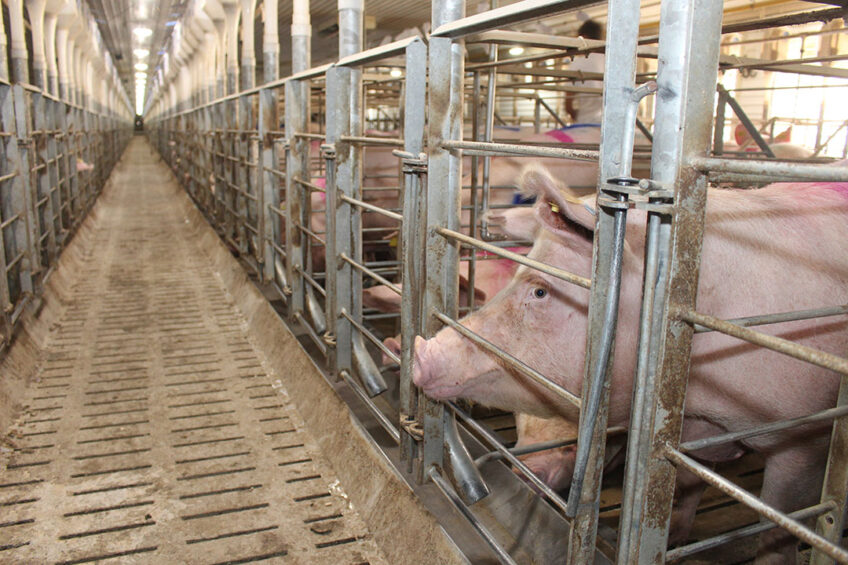 A sow at a large farm in Lipetsk region, Russia. - Photo: Vincent ter Beek