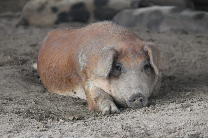 A finisher pig is taking a rest on a farm near Chongqing. - Photo: Vincent ter Beek