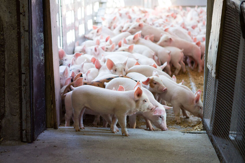 Young piglets on a farm in Ontario. - Photo: Van Raay Farms/ The Whole Pig
