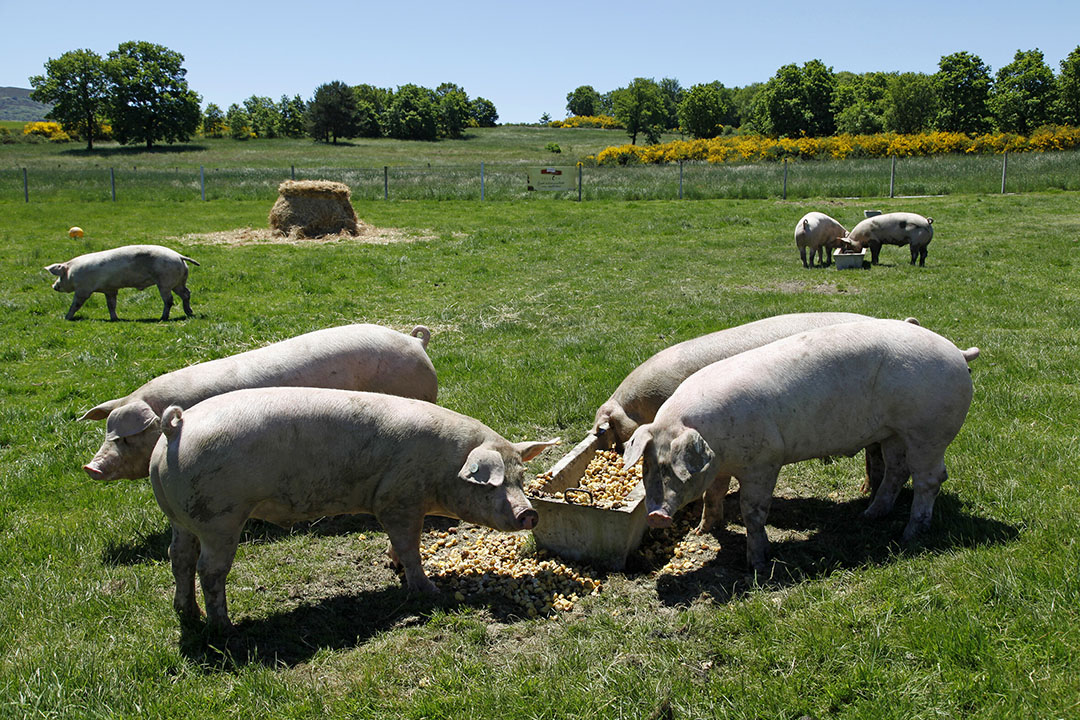 Coren also has a division keeping pigs outdoors - meat is sold under the Selecta brand name.