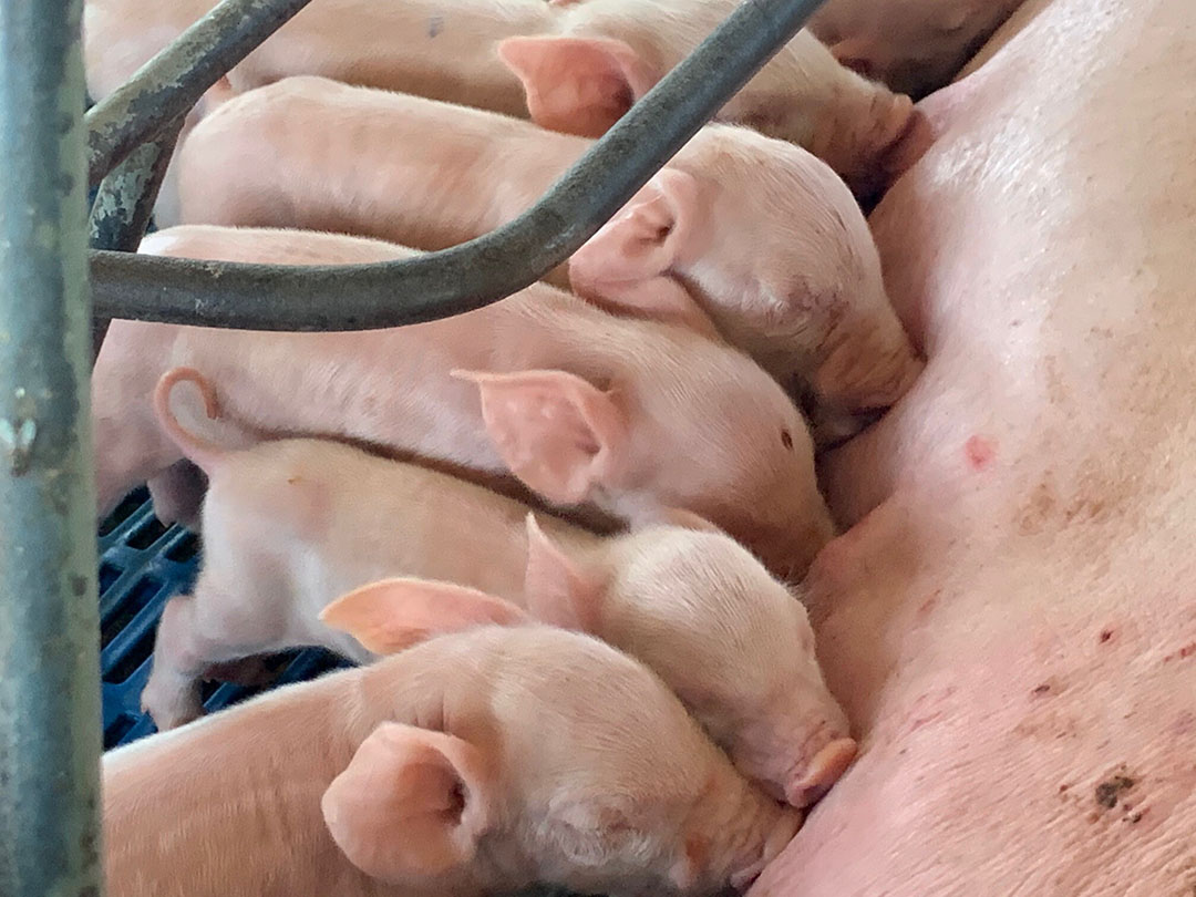 One-day piglets in Bahia State. - Photo: Daniel Azevedo