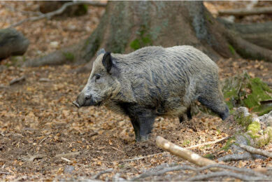 A wild boar photographed in Northern Italy. - Photo: Canva