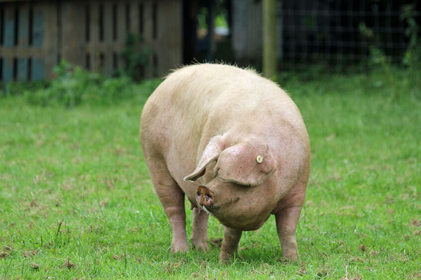 The Lop is one of the rarest native pig breeds in the UK. - Photo: Linda Trotman