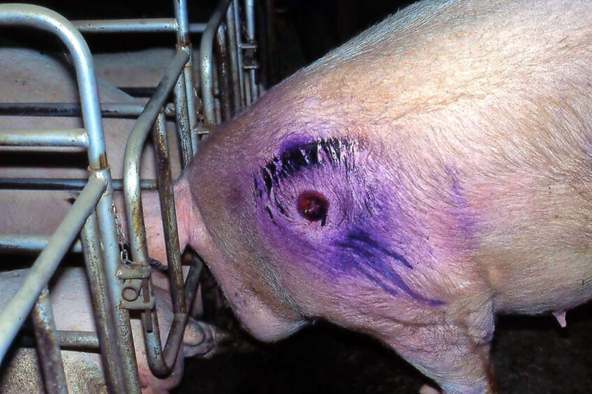 A typical shoulder ulceration in a sow. Photo: Mark White BVSc LLB DPM MRCVS