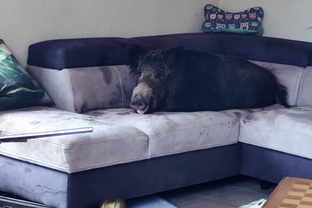 A wild boar got trapped in a home in North Rhine Westphalia, Germany. - Photo: Police NRW Hagen