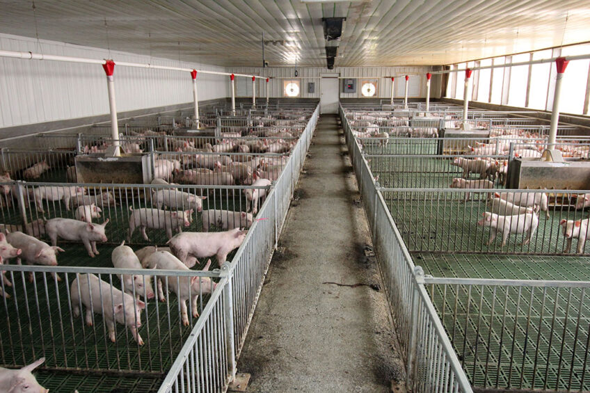 A pre-ASF weaner facility on a commercial farm in Luzon. - Photo: Vincent ter Beek