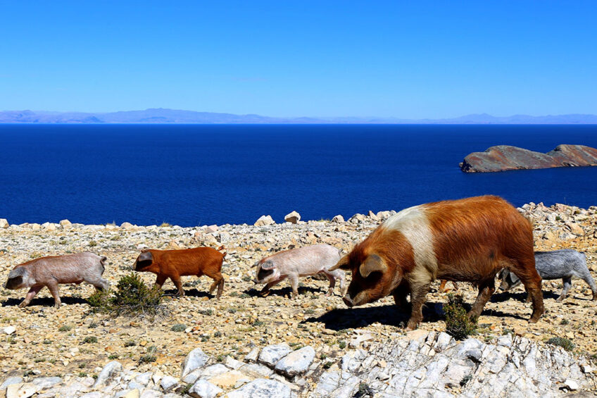 Maybe not typical for Bolivia’s pig production, but too beautiful not to share: pigs at Isla del Sol, at the shores of Lake Titicaca. - Photo: Shutterstock