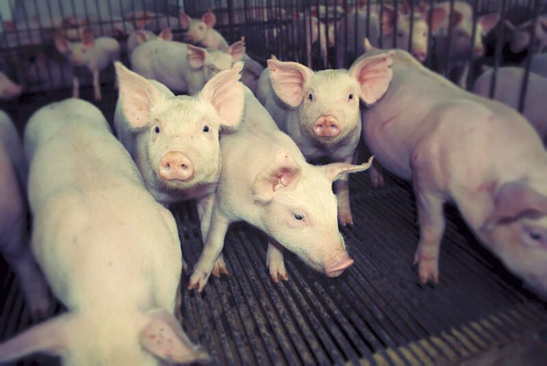Weaner pigs at a farm in Santa Cruz department, the main producing region in Bolivia.