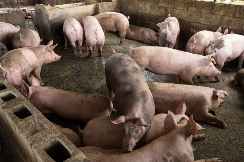 Finisher pigs on a farm in Cevicos, Sánchez Ramírez province, Dominican Republic. The picture was taken in August 2021; at the time of photography at this farm there was no ASF. - Photo: ANP