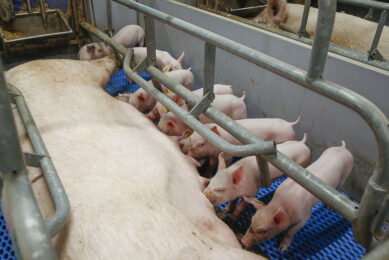 Piglets drinking milk from a sow on an SPF farm in the Netherlands. - Photo: Theo Kock