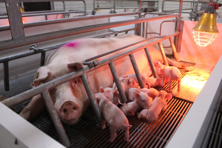 A lactating sow and her piglets at a Cherkizovo swine farm. - Photo: Vincent ter Beek