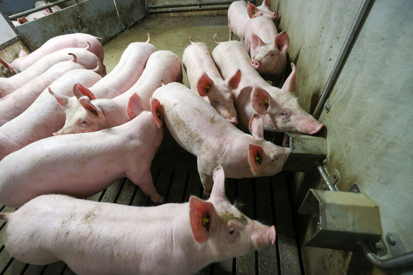 Identifying individual pigs when they are packed together can sometimes be a tough job. Photo: Bert Jansen