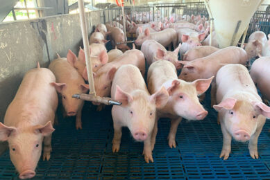 Pig farm in Bahia State. - Photo: Daniel Azevedo