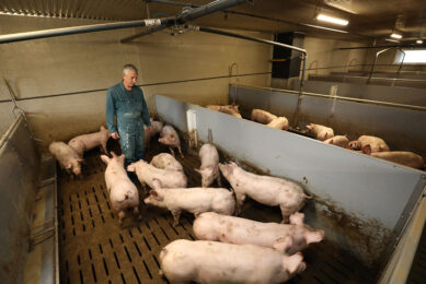 The pig producer is happy between his pigs, while checking up whether everything is in full working order. - Photos: Henk Riswick