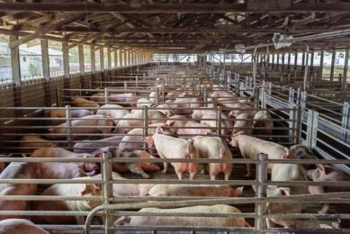 A naturally ventilated finisher barn on a Costa Rican swine farm.