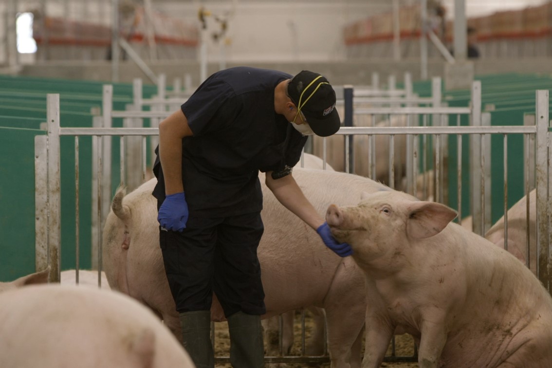 Sows interacting in the Maple Leaf Foods’ Advanced Open Sow Housing system. - Photo: Maple Leaf Foods
