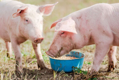 When formulating swine diets, nutritionists and producers should consider a few tactics to avoid common mistakes. Photo: Canva