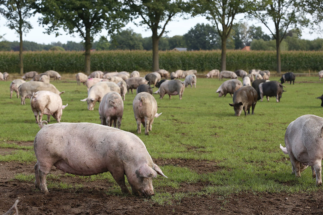 Sows kept in groups in a meadow in the East of the Netherlands. - Photo: Hans Prinsen