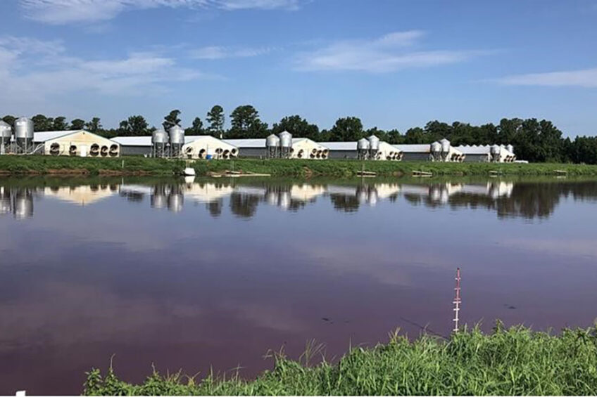 Swine waste lagoon.  - Photo Mahmoud Sharara