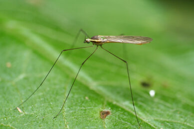 Japanese encephalitis virus is a mosquito-borne disease. - Photo: Canva
