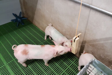 Hanging wood (or a branch) off the floor will keep it cleaner and allows more pigs to interact with it. - Photo: Dr Jen-Yun Chou