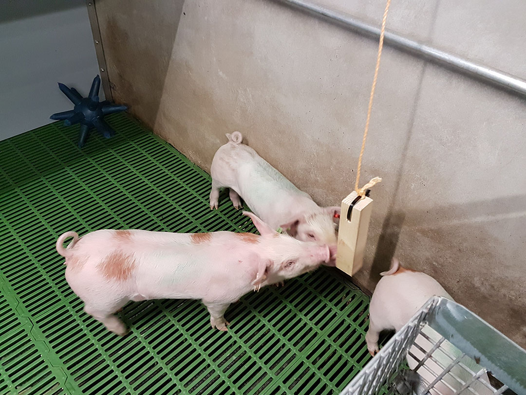 Who benefits from pig toys? - Pig Progress