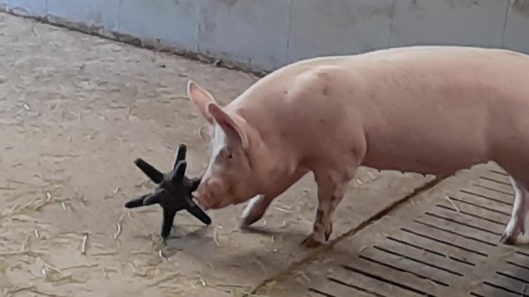 A replacement gilt playing with a rubber pig toy (EasyFix Luna). In this situation, with low stocking density and a clean pen, pigs interact with it but can also monopolise it (see video). - Photo: Dr Irene Camerlink