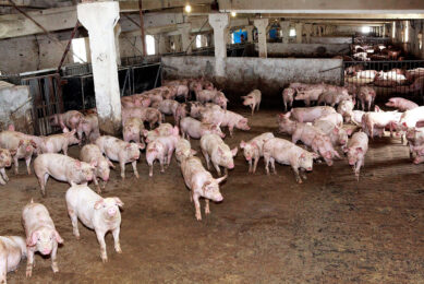 This Ukrainian pig farm was constructed inside what used to be a dairy facility. Swine production in Ukraine may well suffer from the current war. - Photo: Henk Riswick