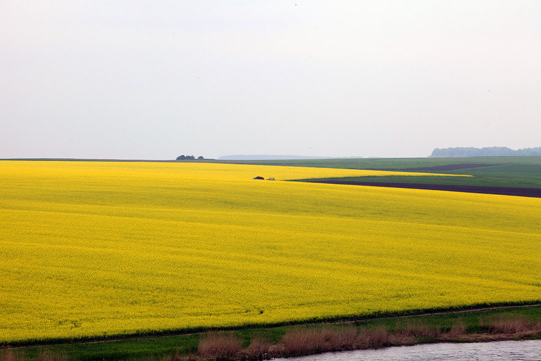 Ukraine is a main player in crop growing. Massive fields, like this one with rapeseed, are not uncommon at all. - Photo: Henk Riswick