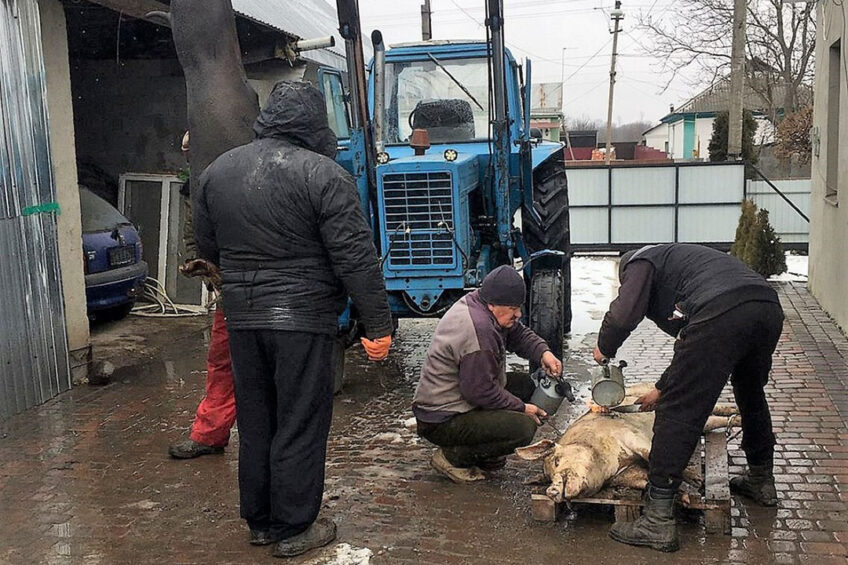 Huizinga’s farm staff slaughter some pigs for food for the staff, villagers and the Ukrainian army. Photos: Kees Huizinga