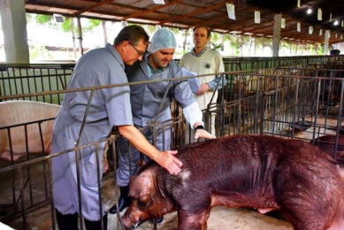 Paraguay's pig production has grown by 184% in the last 10 years. - Photo: Senacsa