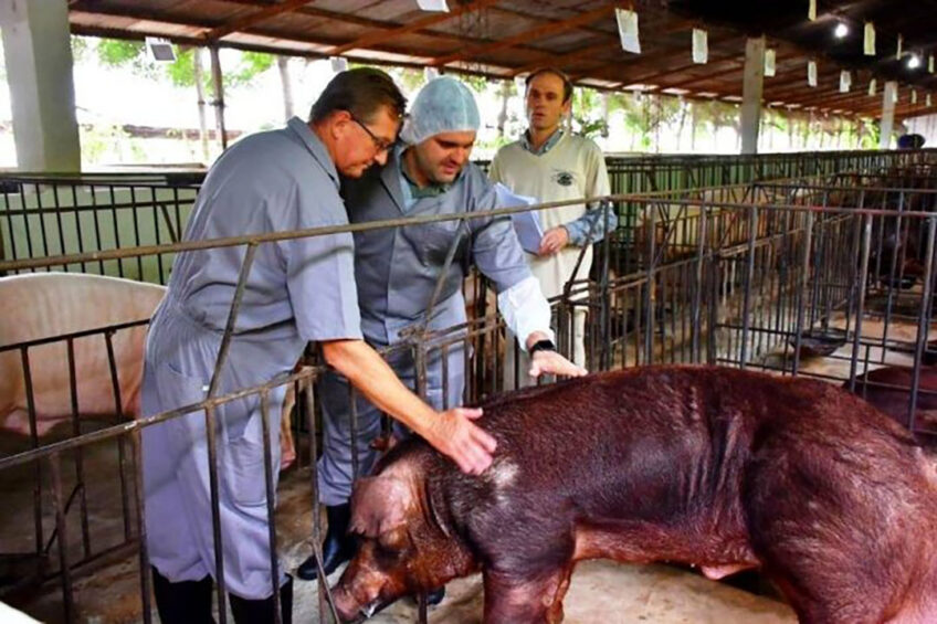 Paraguay's pig production has grown by 184% in the last 10 years. - Photo: Senacsa