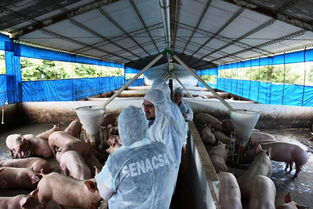 Almost 70% of pigs in Paraguay are kept on industrial farms. - Photo: Senacsa