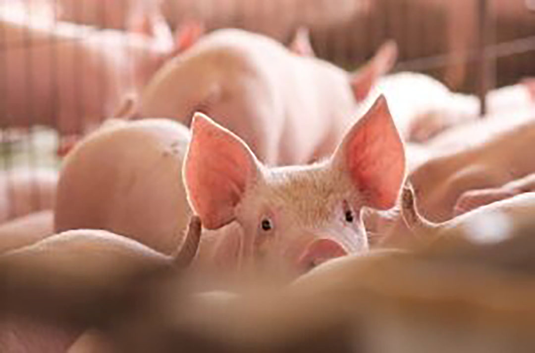 Chile es el sexto exportador de carne de cerdo