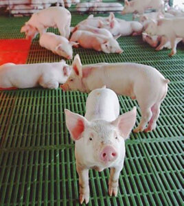 There are about 9,000 pig farms in Chile (2021). Photo: Aprocer