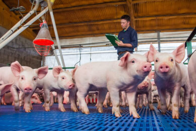Argentina’s swine industry has been growing for the last 2 decades. Photo: Asociación Argentina de Productores de Porcinos (AAPP)