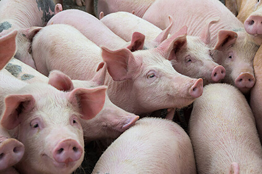 A recent study showed that in Europe's pig herds there is a year-round presence of up to four major lineages of swine influenza A viruses. Photo: Shutterstock
