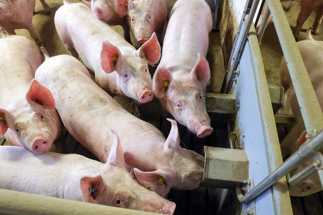 Reducing the quantity of fine particles in pig feed is strongly recommended. - Photo: Bert Jansen