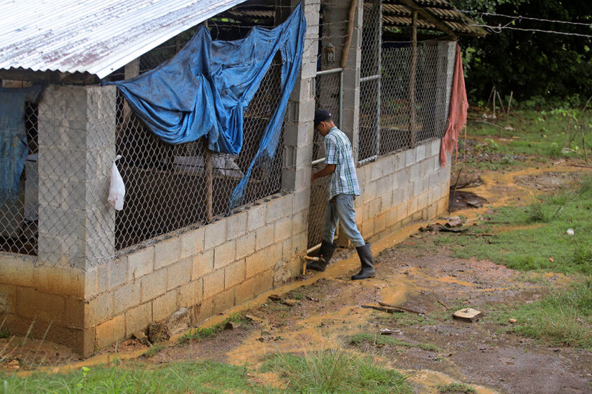 A worker opens a pig barn near Cevicos, Sánchez Ramírez province, Dominican Republic. - Photo: EPA
