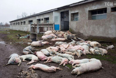 Many pigs in Ukraine have been killed by Russian bombs when their houses were destroyed. - Photos: Picasa