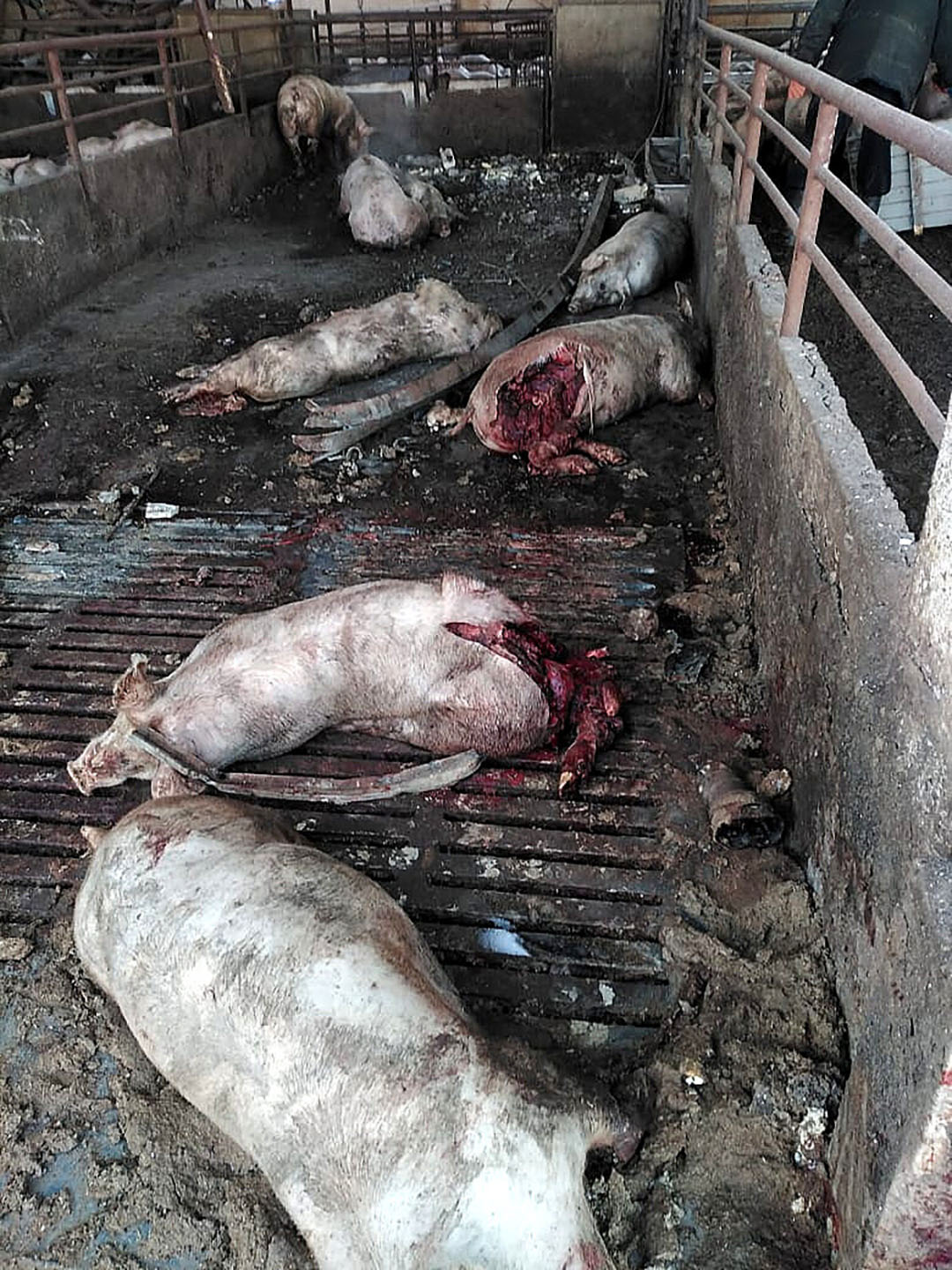 As pig houses were shelled by the Russians many animals were killed inside.