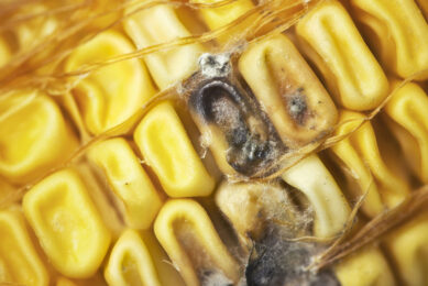 Maize contaminated by fungus as well as bacteria. - Photo: Dreamstime