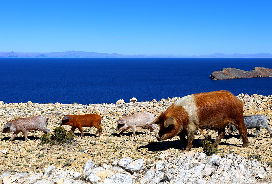 Weaner pigs at a farm in Santa Cruz, Bolivia, with Lake Titicaca in the background. Photo: Shutterstock