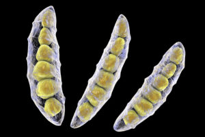 Artist's impression of the Fusarium fungus, which can lead to the presence of the mycotoxin DON in feedstuffs. - Illustration: Shutterstock