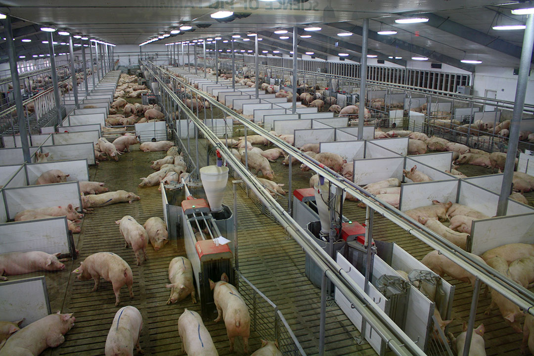 Probably more to the liking of the Californian lawmakers. Gestating sows kept in group housing at Indiana’s Fair Oaks Farms. Photo: Vincent ter Beek