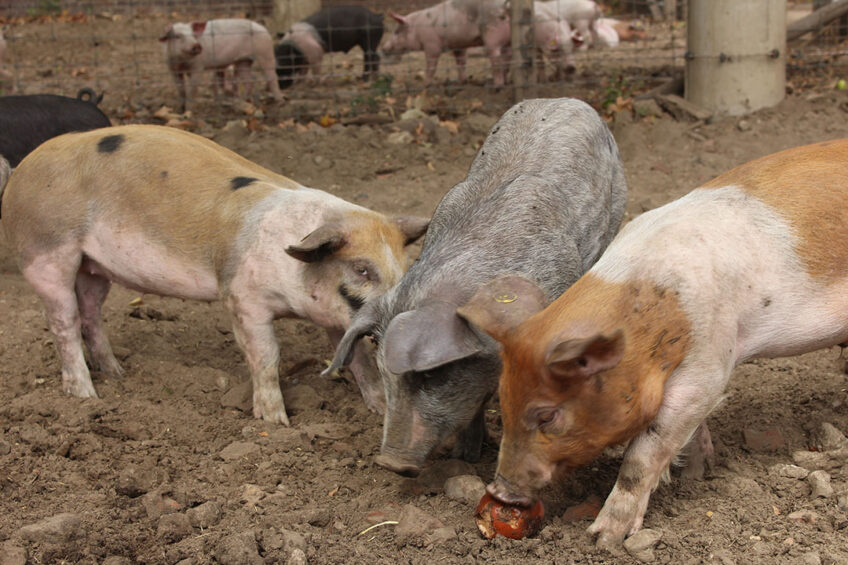 Pigs have complex social lives. - Photo: Vincent ter Beek