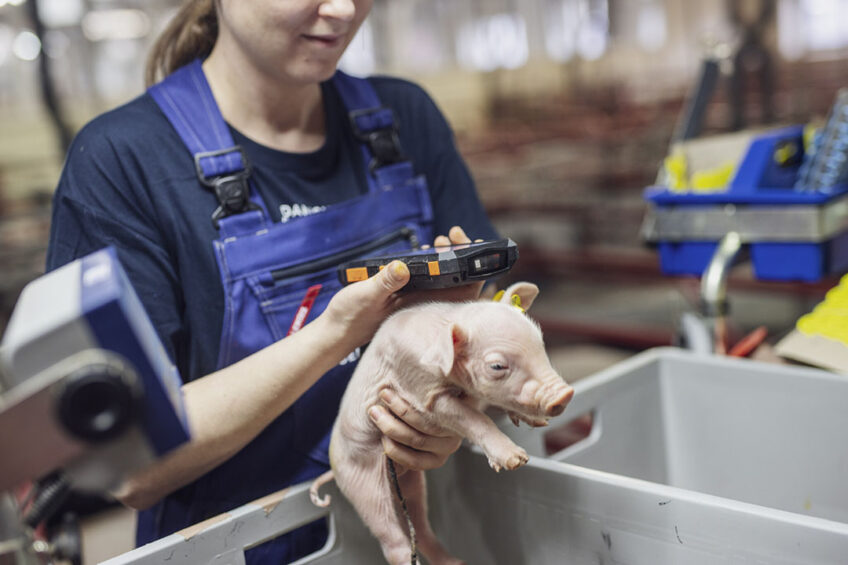 With a few clicks, the piglet's ID number on the electronic ear tag and the weight can be registered directly in Danish Genetics' database. Photo: Simon Meyer Fotografi