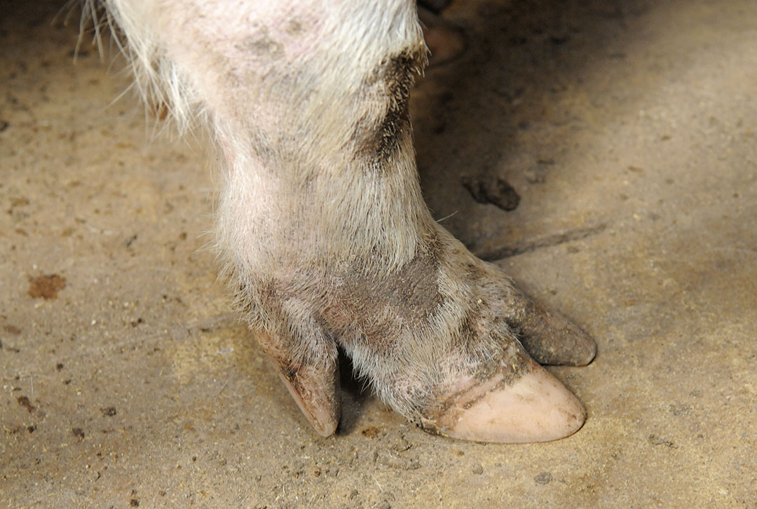 Fewer lameness-related sow losses in 9 steps - Pig Progress